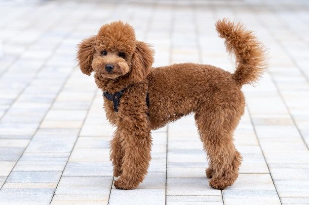 Poodle nâu bé bỏng tung tăng dạo phố