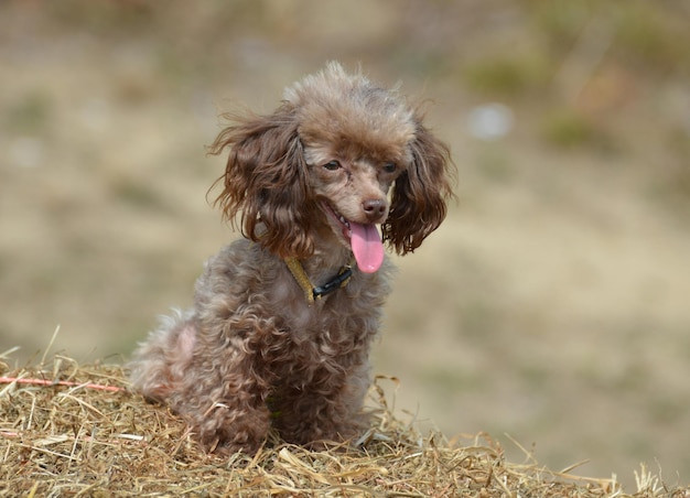 Poodle nâu đáng yêu trên đống rơm