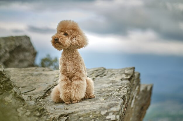 Poodle nâu ngồi trên đỉnh núi