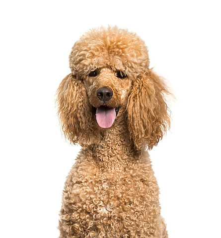 Poodle nâu thở hổn hển sau khi vận động