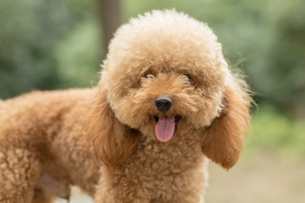 Poodle ngộ nghĩnh vui đùa ngoài trời
