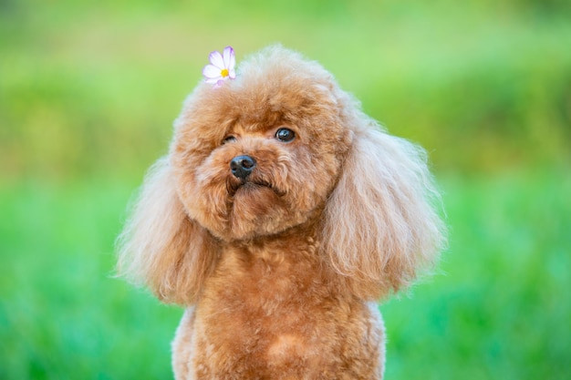 Poodle ngộ nghĩnh vui vẻ trên đồng cỏ xanh