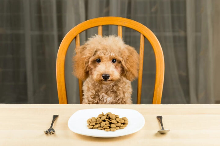 Poodle ngồi bàn ăn với chén thức ăn chất lượng, thể hiện cách chăm sóc lông chó Poodle qua chế độ dinh dưỡng.