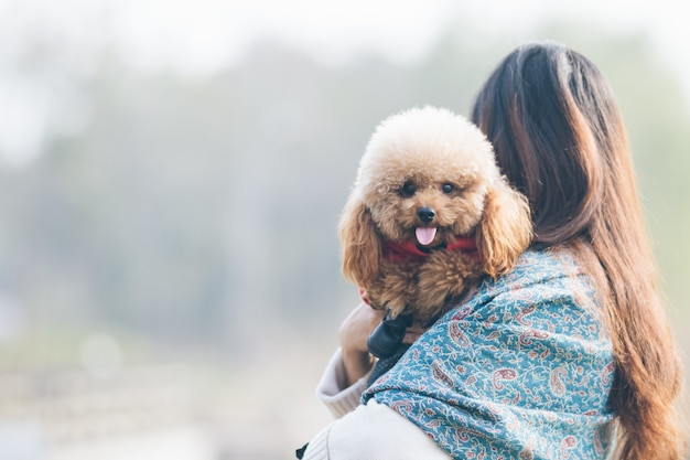 Poodle nhỏ vui vẻ nô đùa cùng chủ
