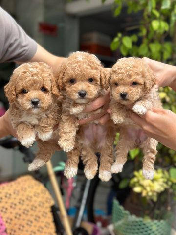 Hướng Dẫn Mua Bán Chó Con Cần Thơ Uy Tín, Giá Tốt