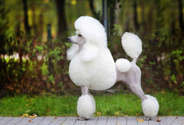 Poodle Standard trắng với kiểu lông Continental Cut sang trọng Poodle Standard trắng với kiểu lông Continental Cut sang trọng
