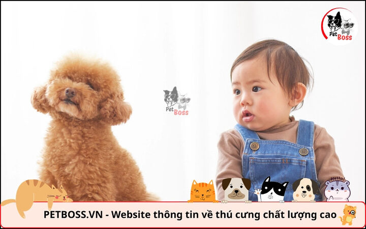 Poodle thân thiện với trẻ em, là thành viên lý tưởng cho gia đình, yếu tố quan trọng khi có nên nuôi chó Poodle không