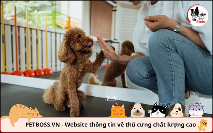 Poodle thông minh, dễ huấn luyện, giúp bạn cân nhắc có nên nuôi chó Poodle không