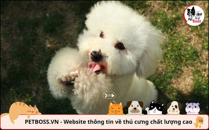 Poodle tình cảm, quấn chủ, là người bạn lý tưởng, cân nhắc có nên nuôi chó Poodle không
