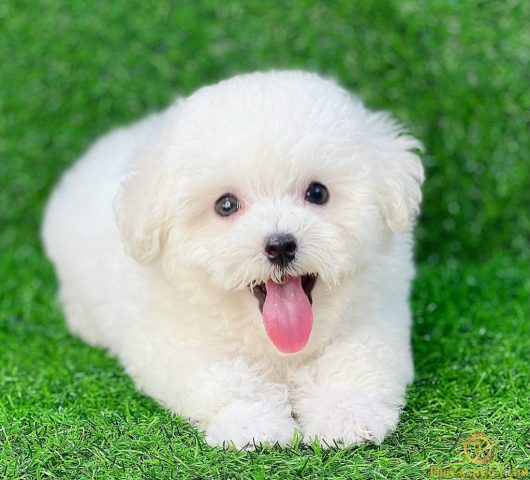 Kinh nghiệm chăm sóc chó Poodle toàn diện từ A đến Z