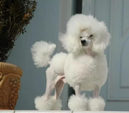 Poodle Toy với kiểu lông sư tử nhỏ đáng yêu Poodle Toy với kiểu lông sư tử nhỏ đáng yêu