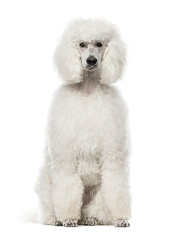 Poodle trắng muốt ngồi trên nền trắng