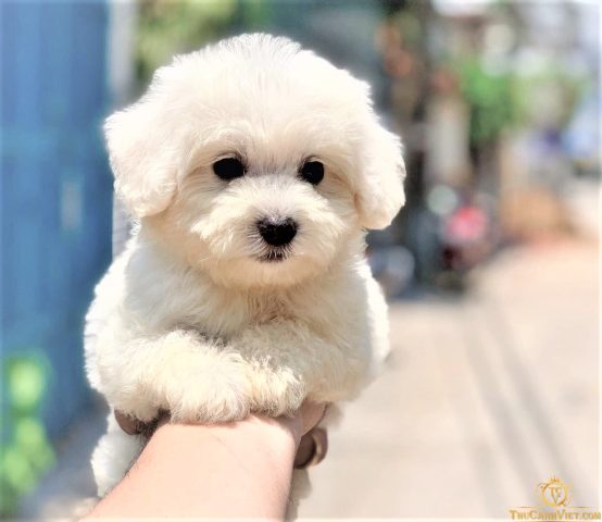 Chó Tiny Poodle Màu Trắng: Đặc Điểm, Chăm Sóc và Lưu Ý Toàn Diện