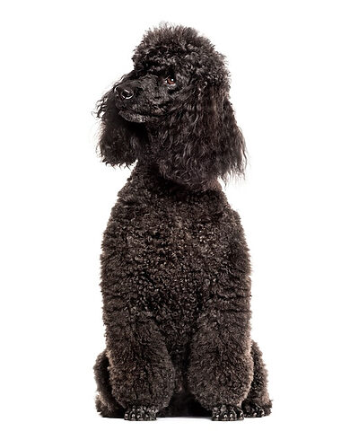 Poodle trắng tinh khôi biểu cảm hài hước