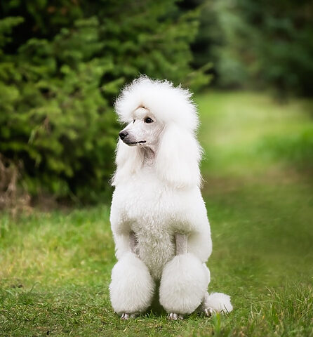 Poodle trắng tinh khôi đẹp như tranh vẽ