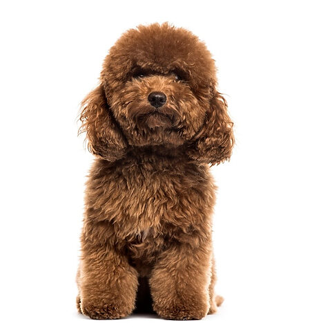 Poodle trắng tinh khôi ngồi nghiêm trang