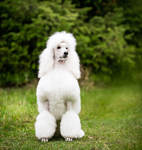 Poodle trắng tinh khôi sang chảnh