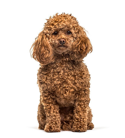 Poodle trắng tinh khôi suy tư
