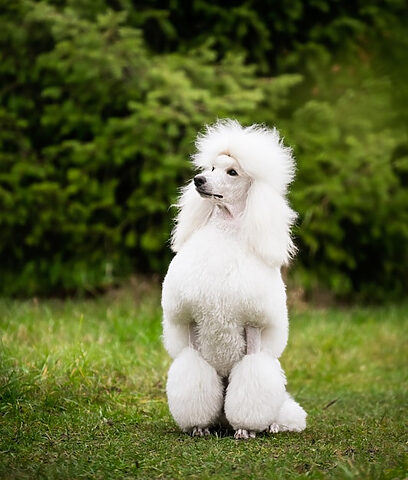 Poodle trắng tinh khôi với bộ lông được cắt tỉa cẩn thận