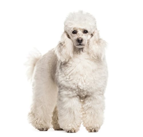 Poodle trắng tinh khôi với vẻ mặt ngây thơ