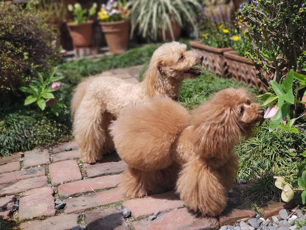 Poodle và đồng bọn thư giãn trên đồng cỏ