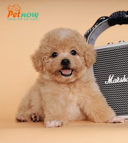 Chó Poodle Tiny Nặng Bao Nhiêu Kg? Chuẩn Kích Thước & Chăm Sóc