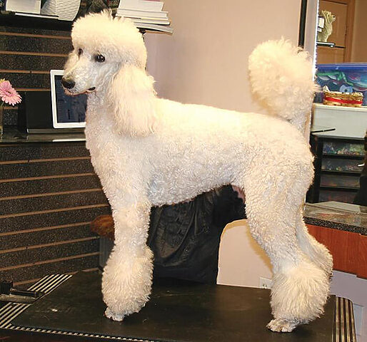 Poodle với kiểu lông Bikini Cut năng động Poodle với kiểu lông Bikini Cut năng động