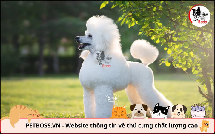 Poodle với ngoại hình đa dạng, dễ tạo kiểu, một lợi thế khi quyết định có nên nuôi chó Poodle không