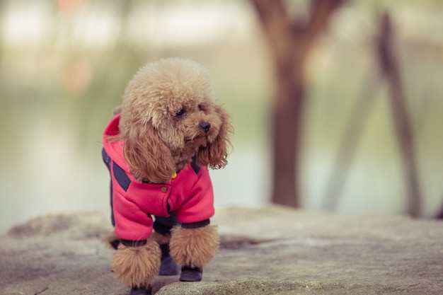 Poodle vui vẻ chạy nhảy trong công viên
