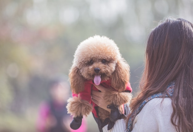 Poodle vui vẻ chơi đùa cùng chủ