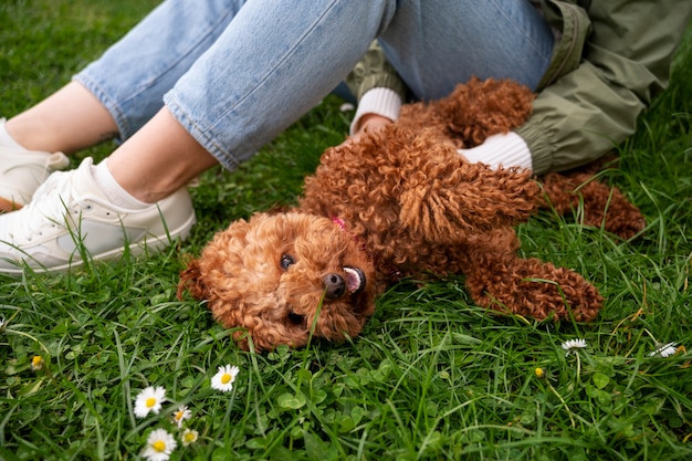 Poodle vui vẻ đùa nghịch trong công viên