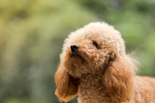 Poodle vui vẻ trên đồng cỏ