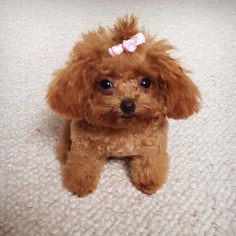 Chú chó Tiny Poodle xinh xắn Poodle xinh