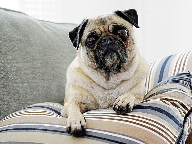 pug bị rụng lông theo mùa