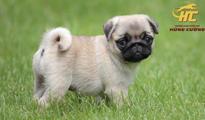 Pug con đáng yêu nghỉ ngơi trong môi trường sống lý tưởng