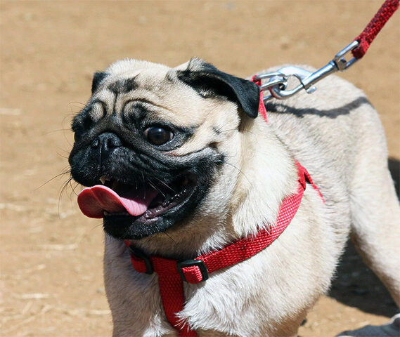 Pug con vui vẻ tập thể dục và vận động