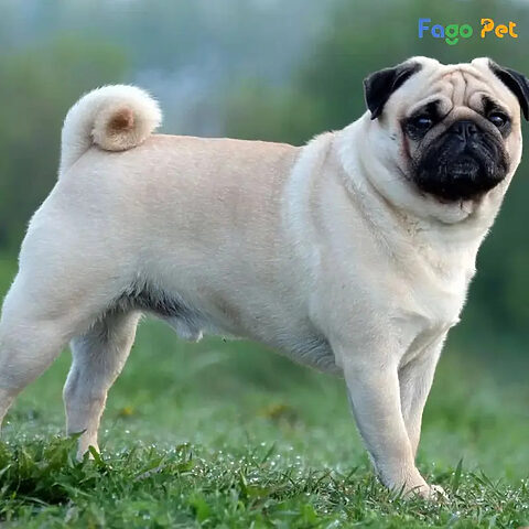 Pug đang đi vệ sinh trên tấm lót chuyên dụng, thực hiện theo đúng phương pháp huấn luyện