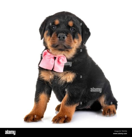 Hình Ảnh Chó Rottweiler Con: Hướng Dẫn Chăm Sóc Toàn Diện