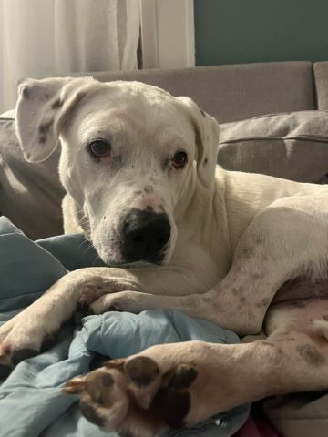 Chó Dogo Argentino Thuần Chủng: Nhận Diện, Đặc Điểm & Chăm Sóc