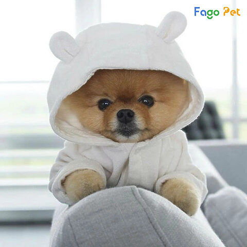 Quần áo cho chó Phốc Hươu có mũ tay dài
