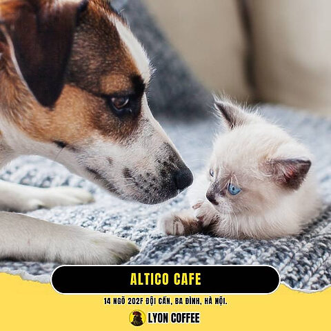 Quán cà phê Altico Cafe ở Ba Đình Hà Nội Quán cà phê Altico Cafe ở Ba Đình Hà Nội