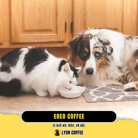 Quán cà phê EOEO Coffee ở Hoàn Kiếm Hà Nội Quán cà phê EOEO Coffee ở Hoàn Kiếm Hà Nội