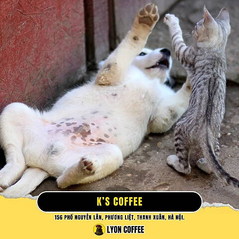 Quán cà phê K's Coffee ở Thanh Xuân Hà Nội Quán cà phê K's Coffee ở Thanh Xuân Hà Nội