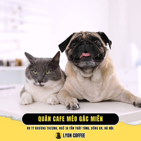 Quán cà phê Pet Gác Miên Quán cà phê Pet Gác Miên