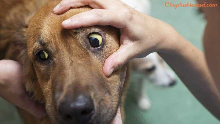 Quy trình chẩn đoán chó bị vàng da là bệnh gì tại phòng khám