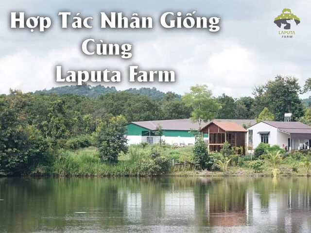 Quy Trình Hợp Tác Nhân Giống Chó Cảnh Chuyên Nghiệp tại Trại Chó Hà Nội