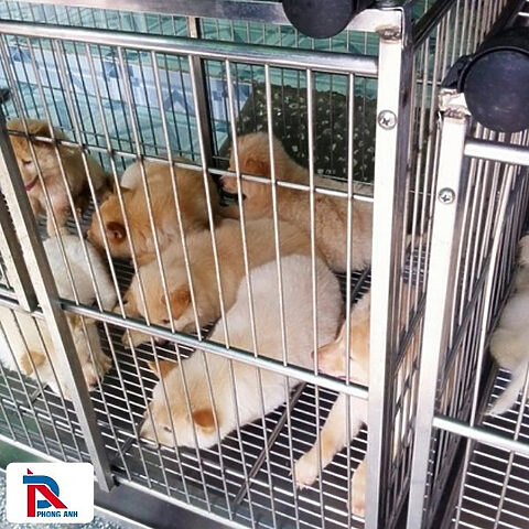 Quy trình thu mua chó cảnh Hà Nội nhanh chóng, hiệu quả