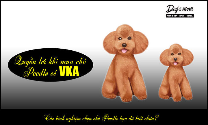 Kinh nghiệm chọn chó Poodle: Hướng dẫn chi tiết từ A-Z