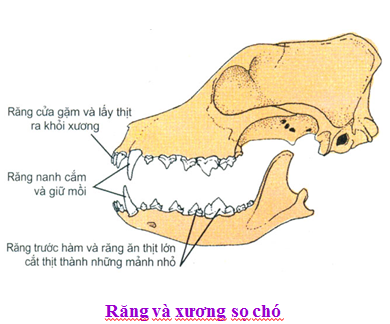 Cấu tạo cơ thể chó: Khám phá toàn diện từ hệ thống cơ bản đến chức năng