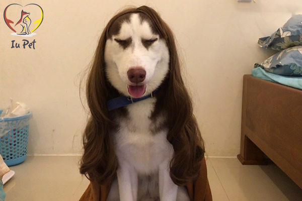 Riêng Sẹo - chú chó Husky nổi tiếng với khả năng ăn uống độc đáo